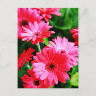 Gerber Postkarte