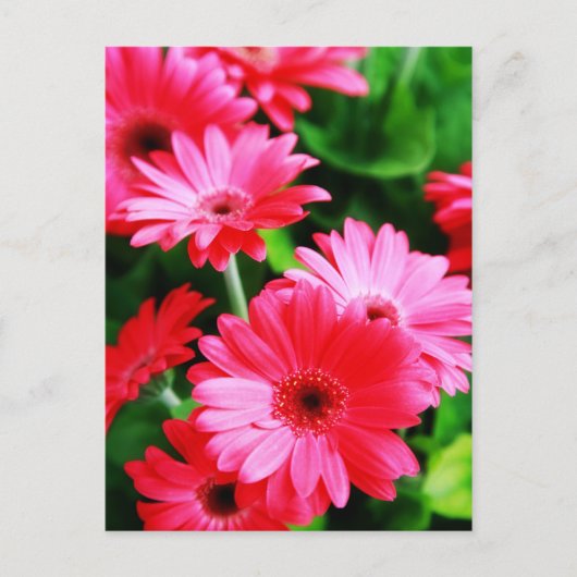 Gerber Postkarte (Vorderseite)