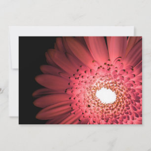Gerbera