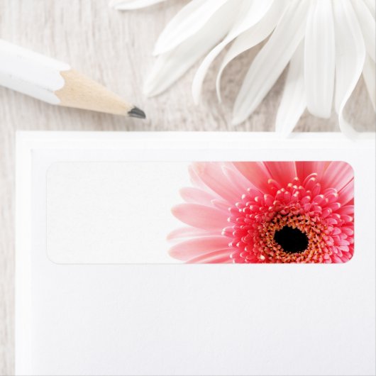 Gerbera (Insitu)