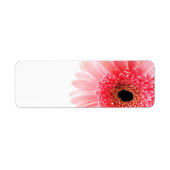 Gerbera (Vorne)