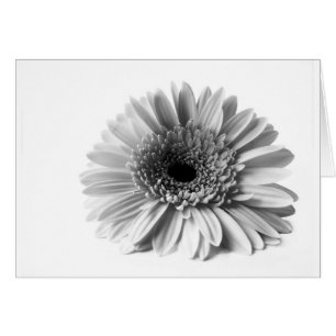 Gerbera
