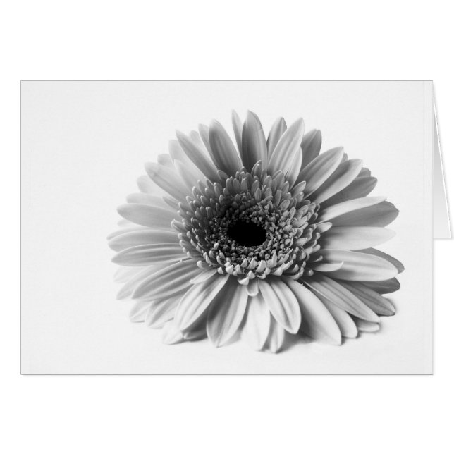 Gerbera (Vorderseite (Horizontal))