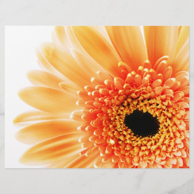 Gerbera (Vorderseite)