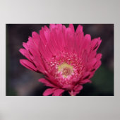 Gerbera auf der Leinwand blühen Poster (Vorne)