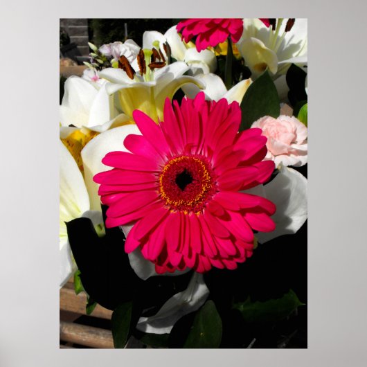 Gerbera Blume in einer Reihe von Blume Poster (Vorne)