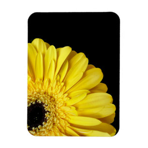 Gerbera Blume Magnet