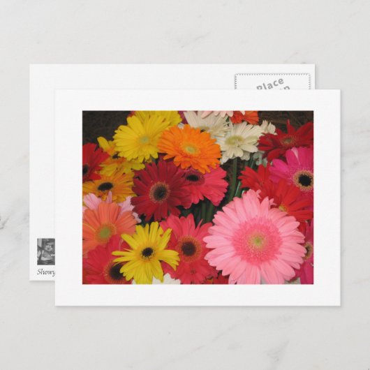 Gerbera Blume Postkarte (Vorne/Hinten)