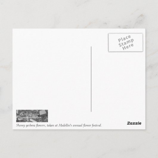 Gerbera Blume Postkarte (Rückseite)