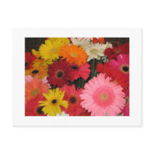 Gerbera Blume