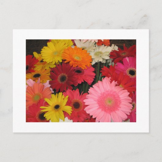 Gerbera Blume Postkarte (Vorderseite)
