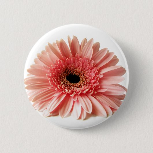 Gerbera Button (Vorderseite)
