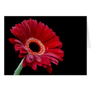 Gerbera Card