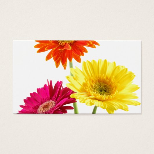 Gerbera Daisies (Vorderseite)
