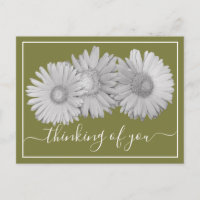 Gerbera Daisies Grüne Hintergründe