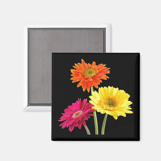 Gerbera Daisies Magnet (Vorderseite/Rückseite)