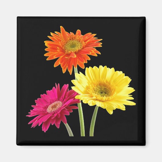 Gerbera Daisies Magnet (Vorne)