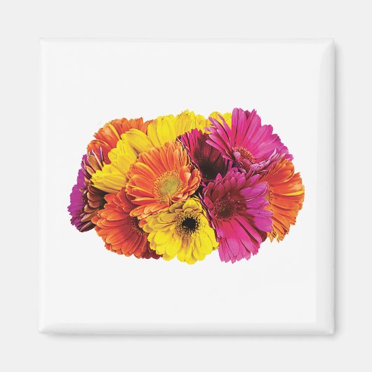 Gerbera Daisies Mixed Colors Magnet (Vorne)
