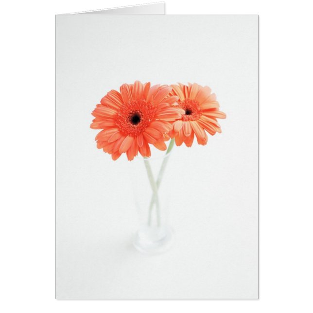 Gerbera Daisies, Orange (Vorne)