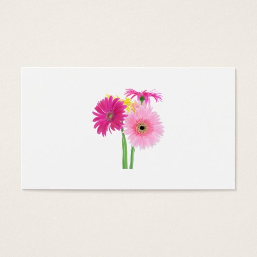 Gerbera Daisies Pink (Vorderseite)