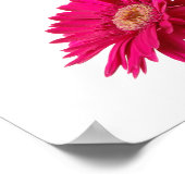 Gerbera Daisies Poster (Ecke)