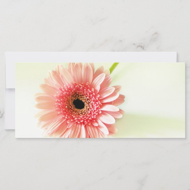 Gerbera Daisy (Vorderseite)