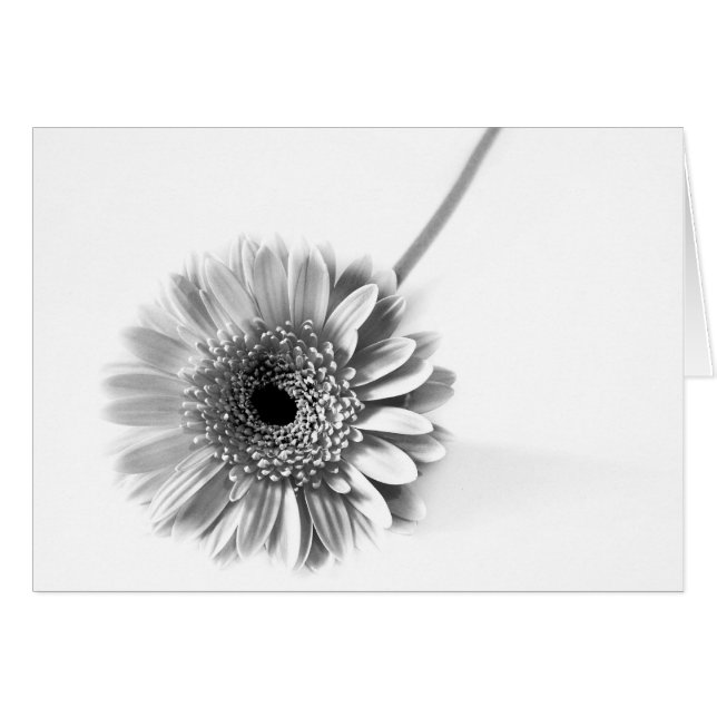 Gerbera Daisy (Vorderseite (Horizontal))