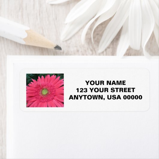 Gerbera Daisy (Insitu)