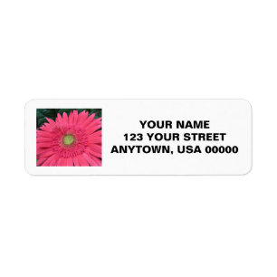 Gerbera Daisy