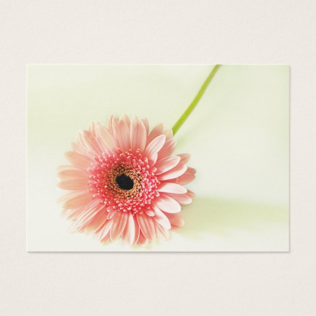 Gerbera Daisy (Vorderseite)