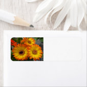 Gerbera Daisy (Insitu)