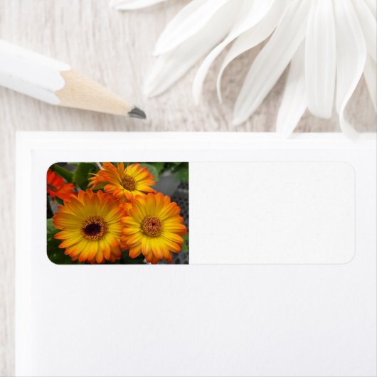 Gerbera Daisy (Insitu)