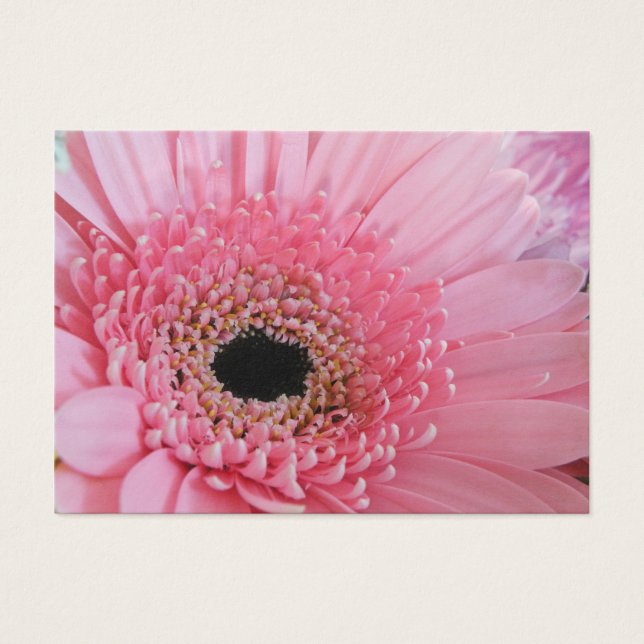 Gerbera Daisy (Vorderseite)