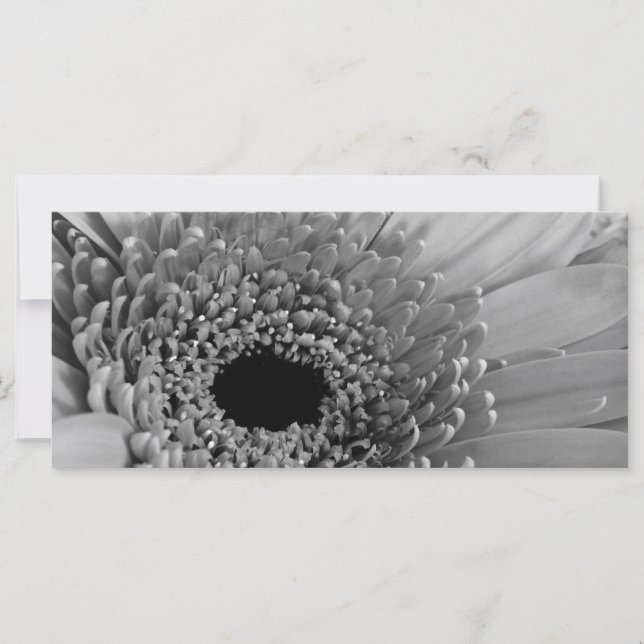 Gerbera Daisy (Vorderseite)