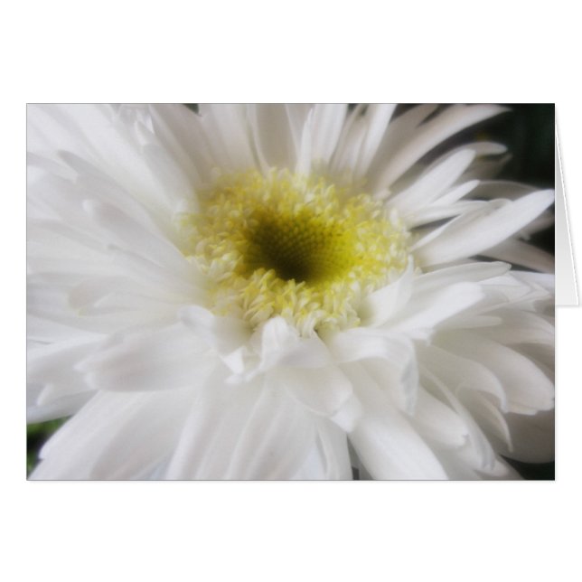 Gerbera Daisy 13 (Vorderseite (Horizontal))