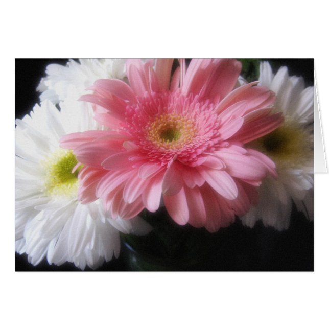 Gerbera Daisy 6 (Vorderseite (Horizontal))