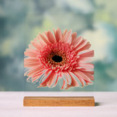 Gerbera Daisy Acrylschild (Neutral)