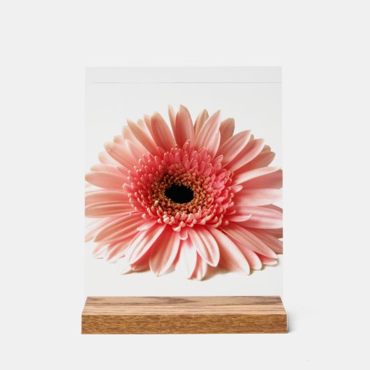 Gerbera Daisy Acrylschild (Vorderseite)