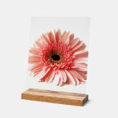 Gerbera Daisy Acrylschild (Winkel)