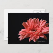 Gerbera daisy auf schwarzem Hintergrund 3 Postkarte (Vorne/Hinten)