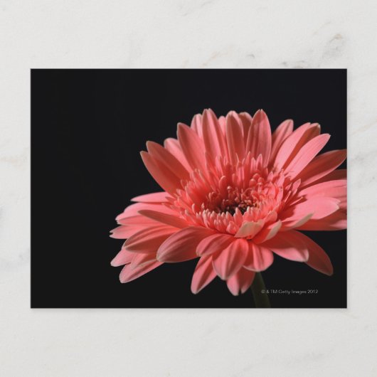 Gerbera daisy auf schwarzem Hintergrund 3 Postkarte (Vorderseite)