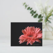 Gerbera daisy auf schwarzem Hintergrund 3 Postkarte (Stehend Vorderseite)