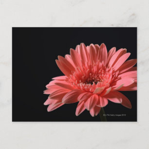 Gerbera daisy auf schwarzem Hintergrund 3 Postkarte