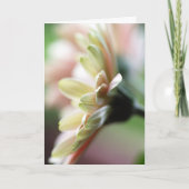 Gerbera Daisy Birthday Card Karte (Vorderseite)