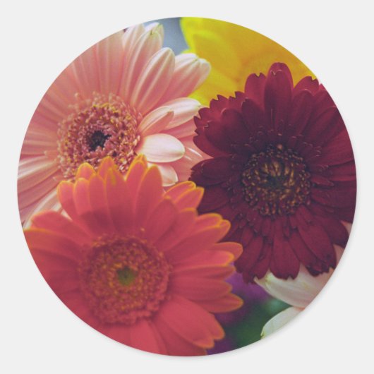 Gerbera Daisy Blume Art Decal Stickers (Vorderseite)