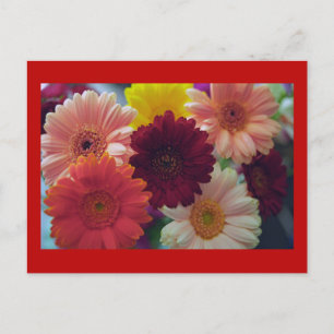 Gerbera Daisy Blume Foto Art Postcard Postkarte