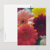 Gerbera Daisy Blume Foto Art Postcard Postkarte (Vorne/Hinten)