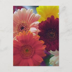 Gerbera Daisy Blume Foto Art Postcard Postkarte