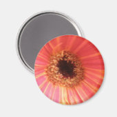 Gerbera Daisy Blume Magnet (Vorderseite/Rückseite)
