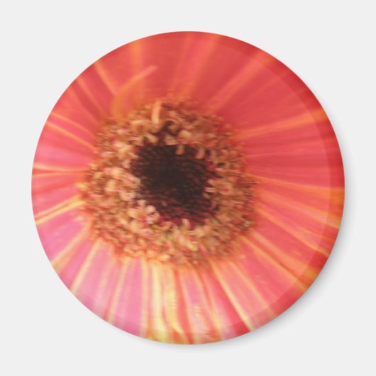 Gerbera Daisy Blume Magnet (Vorne)
